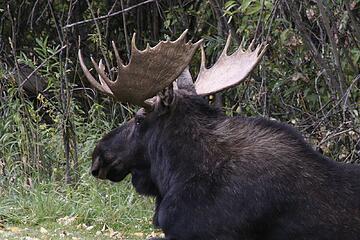 Moose