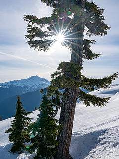 Sunburst - Tree - Glacier