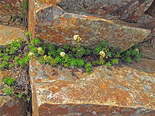 These hardy flowers adorned crevices in the rock all over Red Mountain.