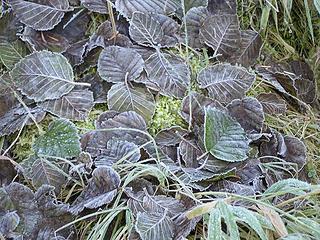 Frost covered leaves