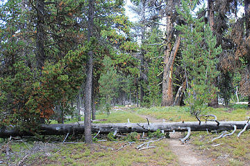 trail below remmel lake