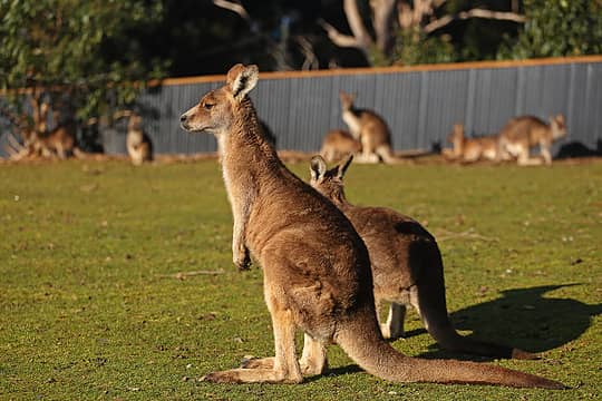 24- Kangaroos