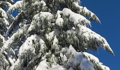 Tree icicles