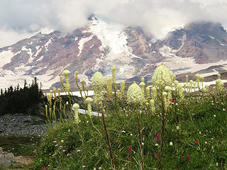 Skyline Trail-Best Beargrass Year 2014