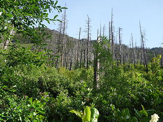 Trail completely overgrown