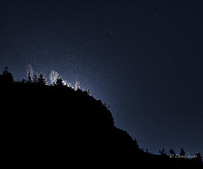 Backlit larch trees, seed fuzz, and insects high on ridgeline