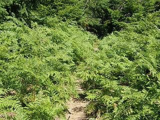 Garden of ferns, lower Shriner peak trail.