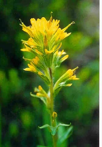 Yellow paintbrush