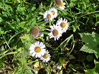 Mountain Aster on Glacier Basin trail.