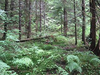 Possible cabin site.