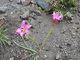 Flowers on the south side of Lanin