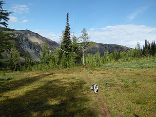 below Larch Lake - Skye watching her sheep