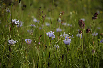 Subalpine Meadow