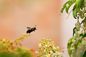 5- Bumble bee