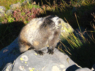 This little guy didn't seem to mind us even when we passed within 2 or 3 feet.  After seeing the crowds on the trail later that day I understood why.  What's 2 hikers to a marmot that sees dozens each day?