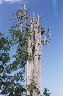 western-red-cedar-0706-1