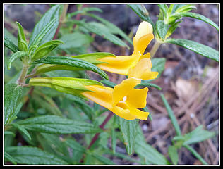 Sticky Monkey Flower