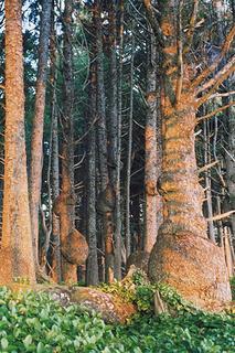 spruce-burl-trail-kalaloch-0706-1