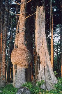 spruce-burl-trail-kalaloch-0706-2