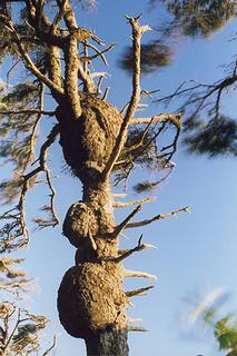 spruce-burl-trail-kalaloch-0706-3