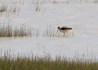 American Avocet.