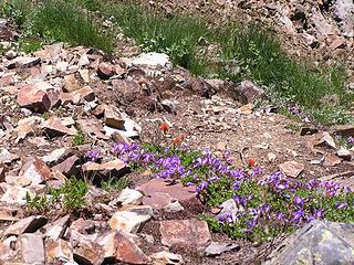 More lovely flowers (Penstemmon, Paintbrush and Lupine)