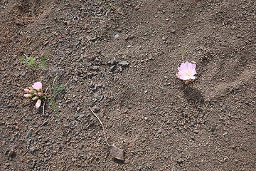 Lewisia rediviva (thanks Mike for proper ID)