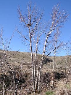 Same nest on Sunday morning (looking west)