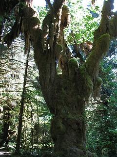 "Mossy Tree"