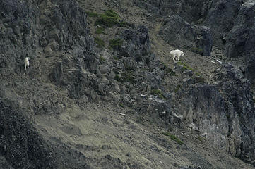 Goats on Mystery