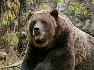 Cinnamon Bear near Tiger Mountain