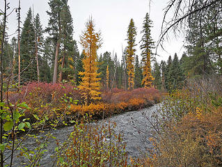 Golden larch, Shevlin park, Bend OR 10/24/18