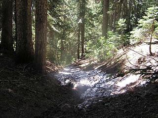 Remaining small patches of snow in the forest heading to trail junction with Corral and Noble Nob