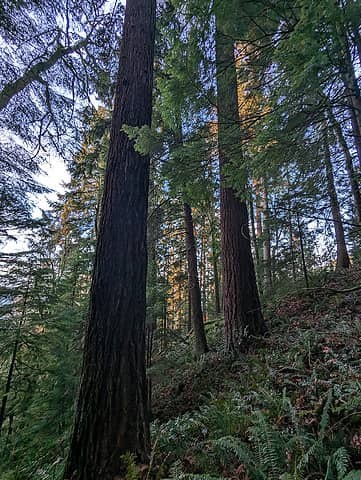Old Growth