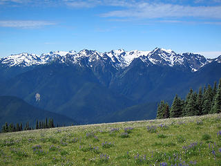 Flowers and the Olympic Mountains