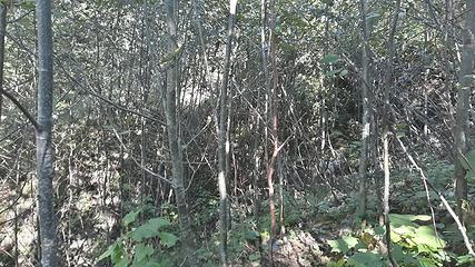 South Fork Nooksack on PNT alder whips, brush old roadbed