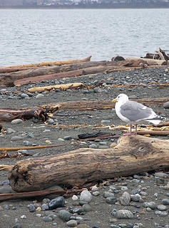 Pensive gull