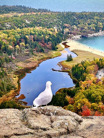 Seagull enjoying the view (ip)