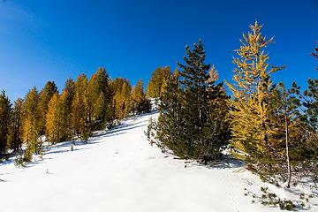 Larchy ridge walk