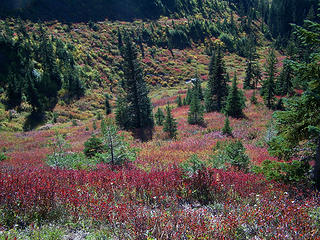 Fall colors