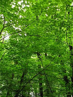 Tunnel of greens