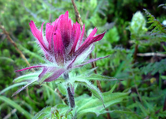 Magenta Paintbrush