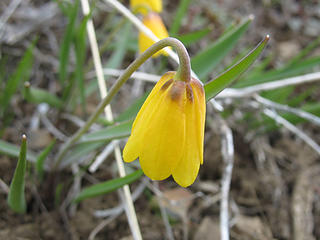 Yellowbell