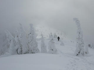 Frosted trees