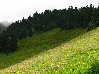 Lower Meadow Flowers