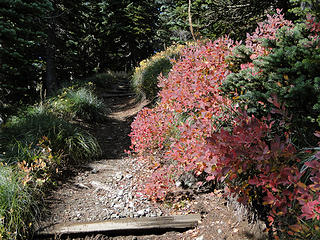 Trail to Tolmie lookout.