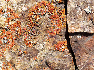 Rock foliage