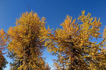 Crow Hill larches