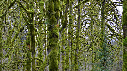 mossy forest