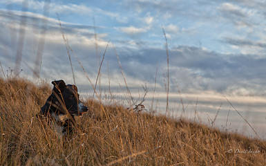 Prairie nest